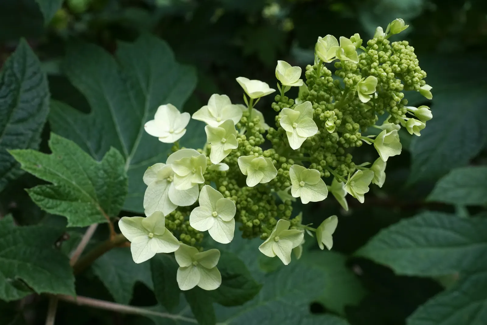 Snow Queen Oak Leaf Hydrangea (Hydrangea Quercifolia 'Snow Queen') — approximately 6 to 8 inches in length