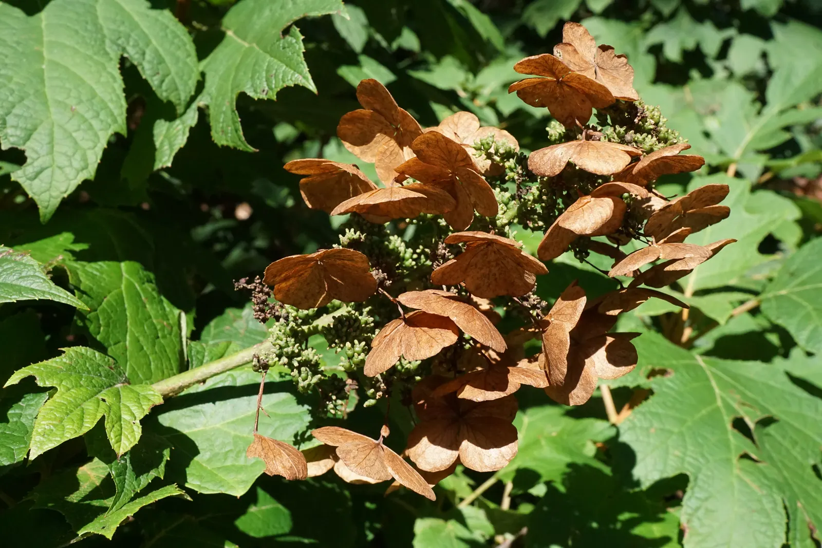 Snow Queen Oak Leaf Hydrangea (Hydrangea Quercifolia 'Snow Queen') — oak-like leaves and elongated clusters of white flowers that bloom in summer