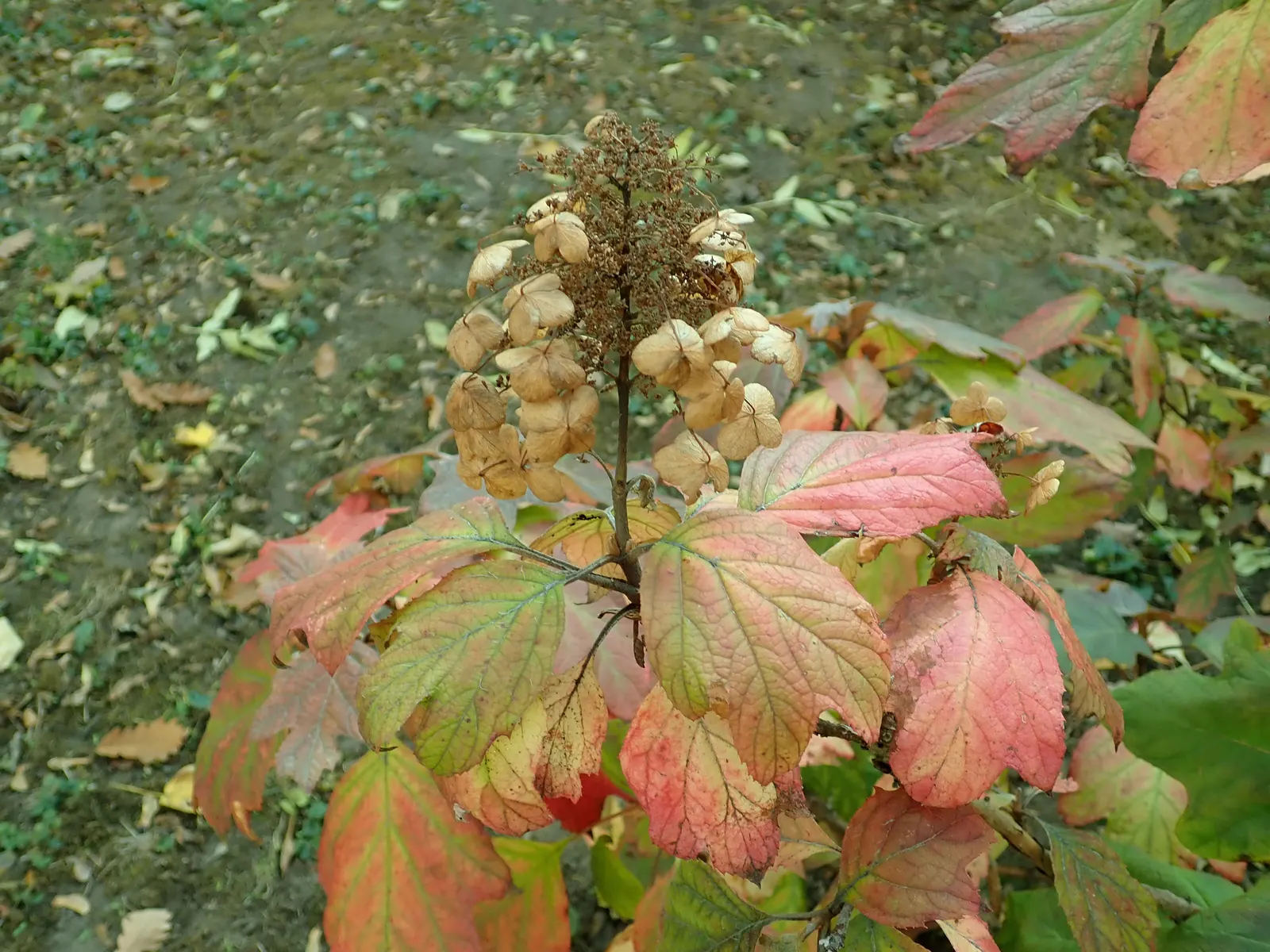 Snow Queen Oak Leaf Hydrangea (Hydrangea Quercifolia 'Snow Queen') — then to a beige as they dry on the plant