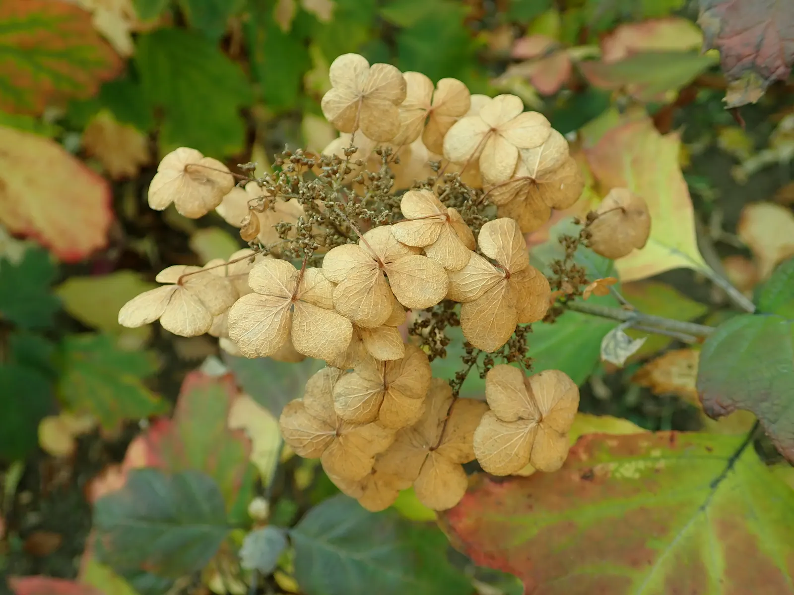 Snow Queen Oak Leaf Hydrangea (Hydrangea Quercifolia 'Snow Queen') — An added benefit of this hydrangea is its attractiveness to pollinators