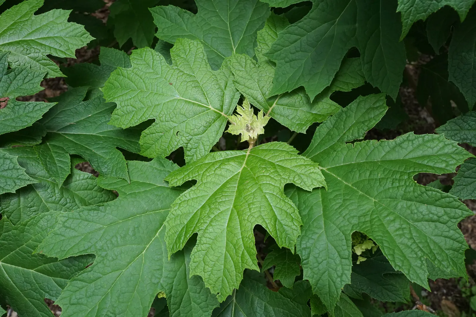 Snow Queen Oak Leaf Hydrangea (Hydrangea Quercifolia 'Snow Queen') — The Hydrangea quercifolia 'Snow Queen' is a visually striking deciduous shrub; this hardy