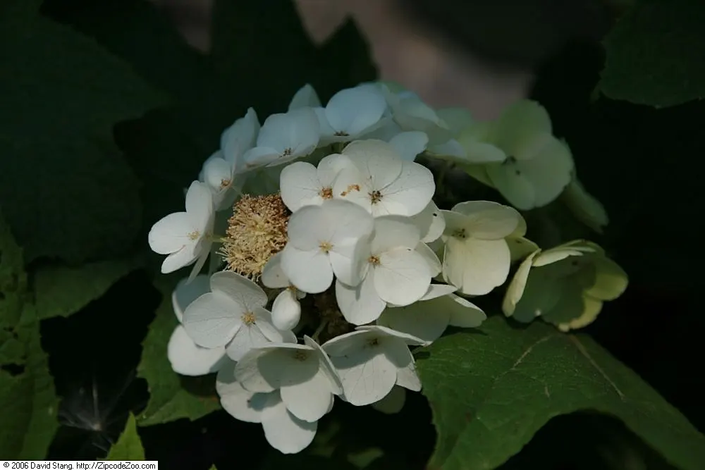 Snow Queen Oak Leaf Hydrangea (Hydrangea Quercifolia 'Snow Queen') — With a mature height of 4-6 ft and a spread of 4-6 ft; an added benefit of this hydrangea