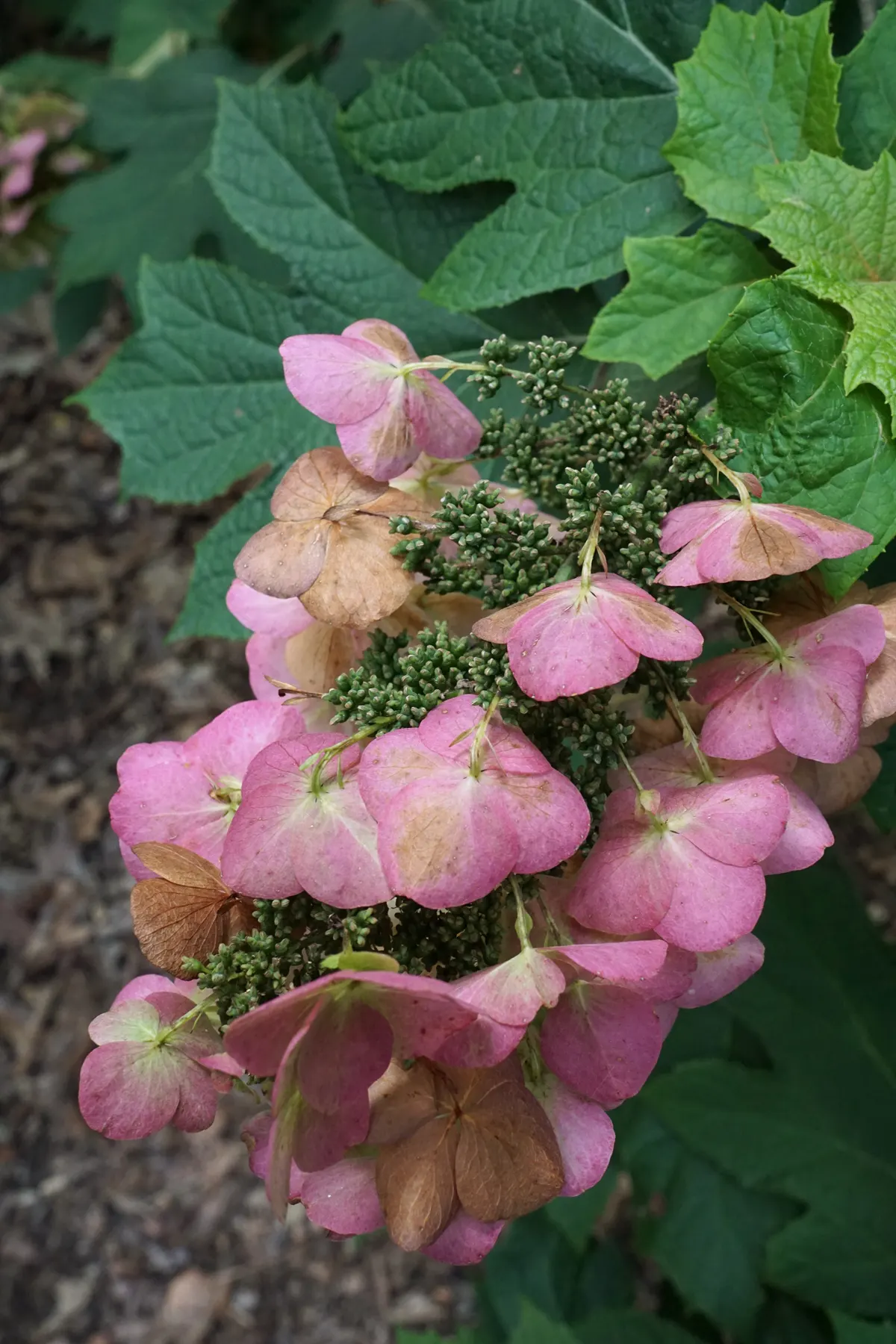Snow Queen Oak Leaf Hydrangea (Hydrangea Quercifolia 'Snow Queen') — its foliage turns vibrant shades of red and bronze