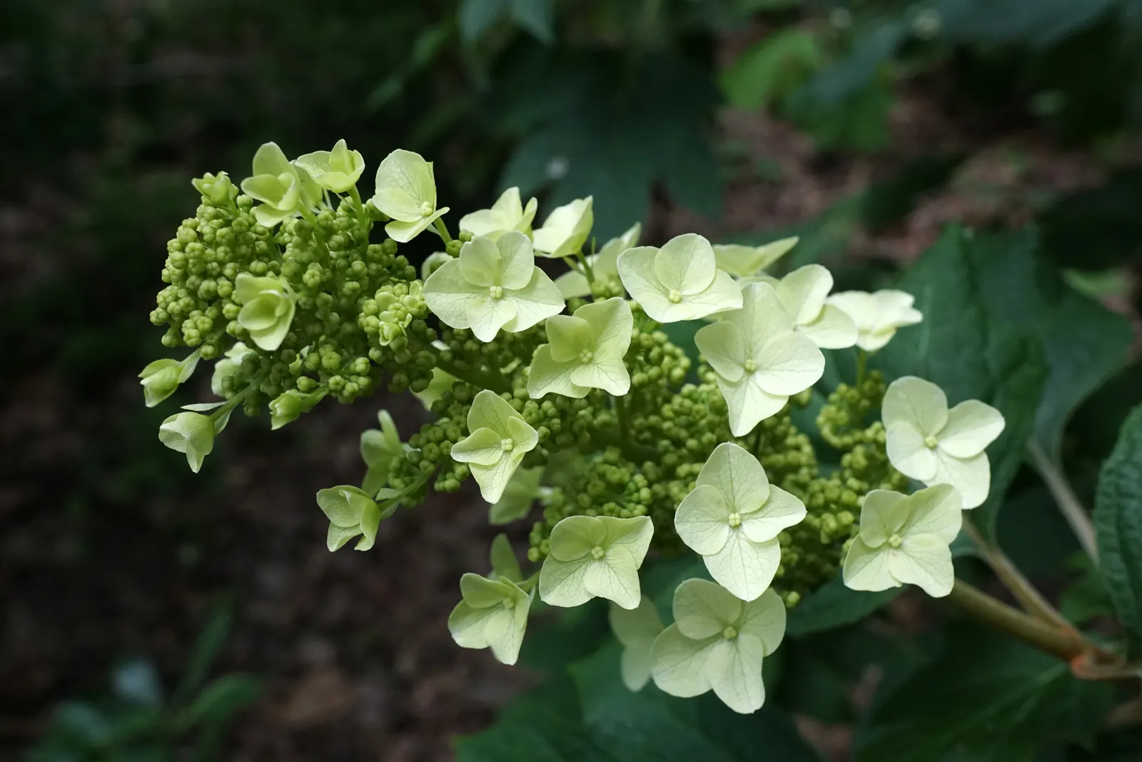 Snow Queen Oak Leaf Hydrangea (Hydrangea Quercifolia 'Snow Queen') — This cultivar typically reaches a mature height of 4 to 6 feet
