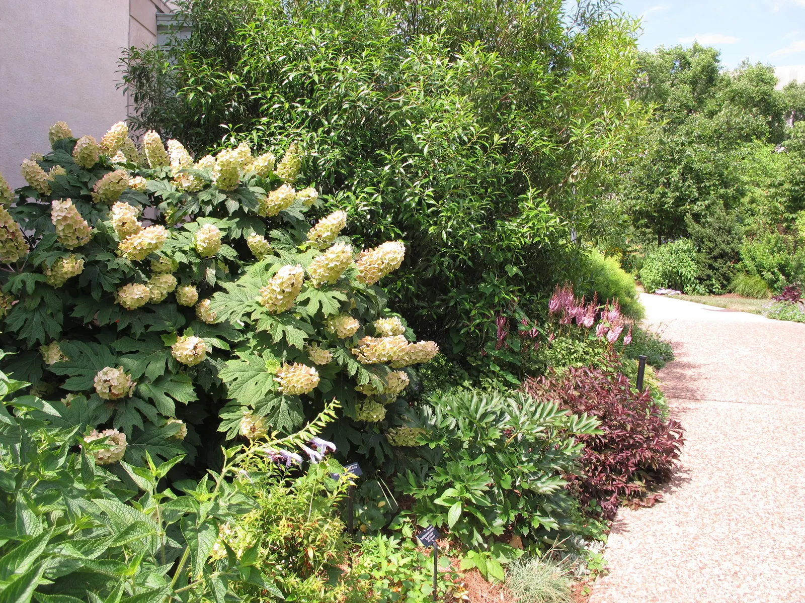 Snow Queen Oak Leaf Hydrangea (Hydrangea Quercifolia 'Snow Queen') — this hardy hydrangea provides a robust
