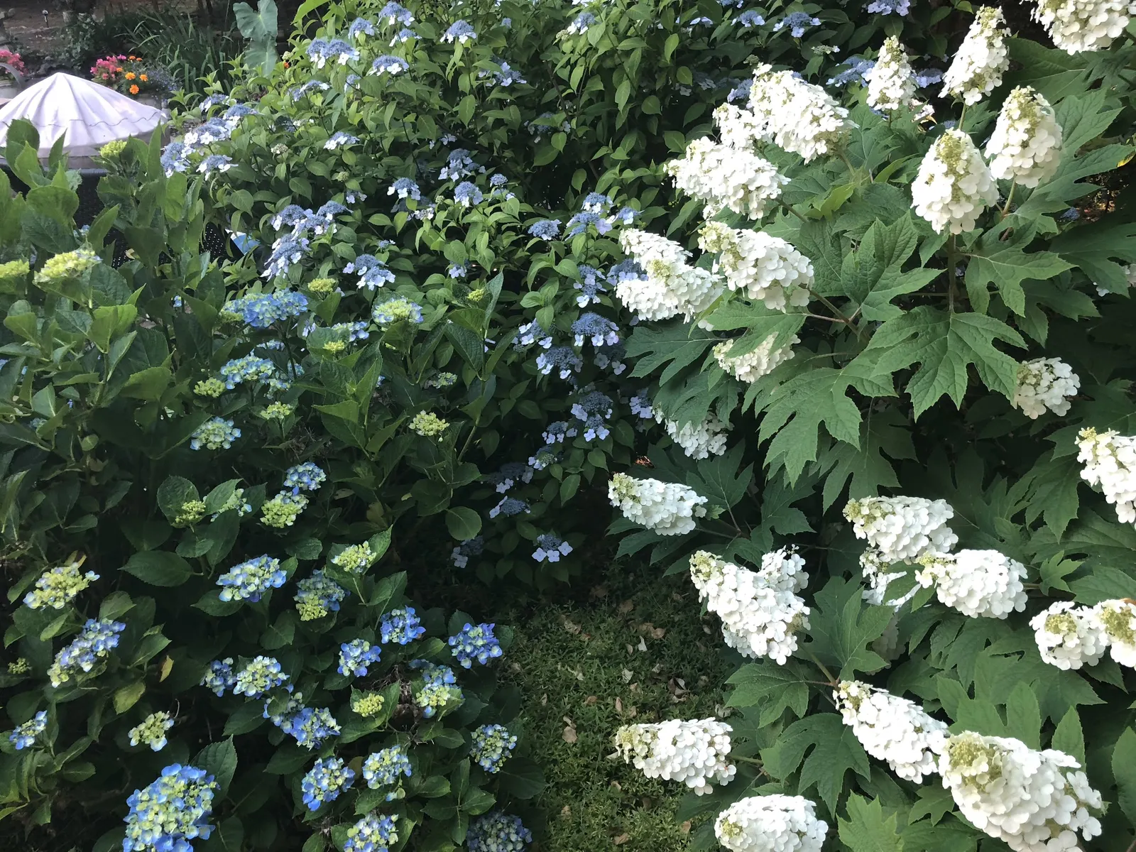 Snow Queen Oak Leaf Hydrangea (Hydrangea Quercifolia 'Snow Queen') — With a mature height of 4-6 ft and a spread of 4-6 ft