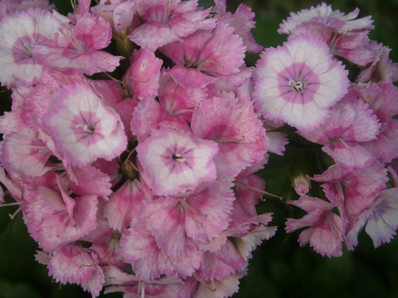 Variegated Beeblossom (Gaura Lindheimeri Variegata) — slender stems that reach 2-4 feet high and spread 2-3 feet wide