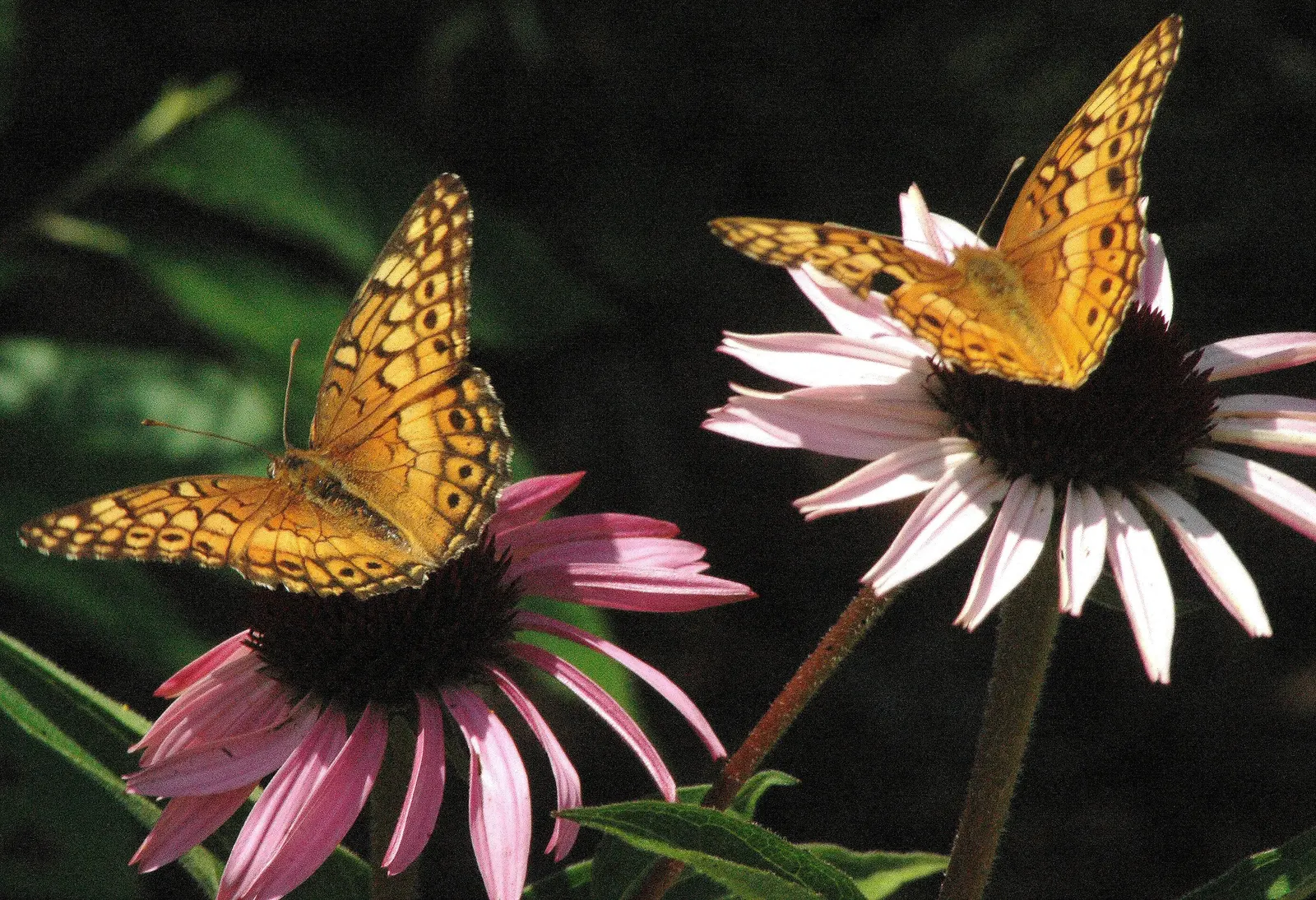 Variegated Beeblossom (Gaura Lindheimeri Variegata) — The Variegated Butterfly Flower