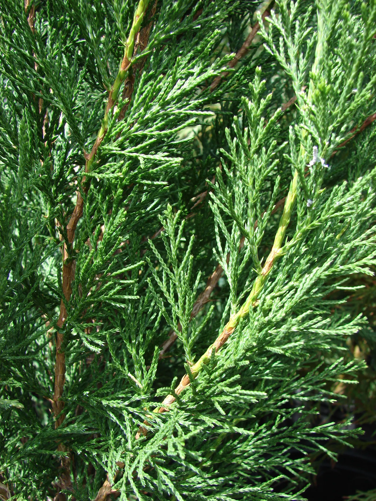 Spartan Columnar Juniper (Juniperus Chinensis 'Spartan') — The Spartan Columnar Juniper, Juniperus chinensis 'Spartan', is a robust evergreen with a dense