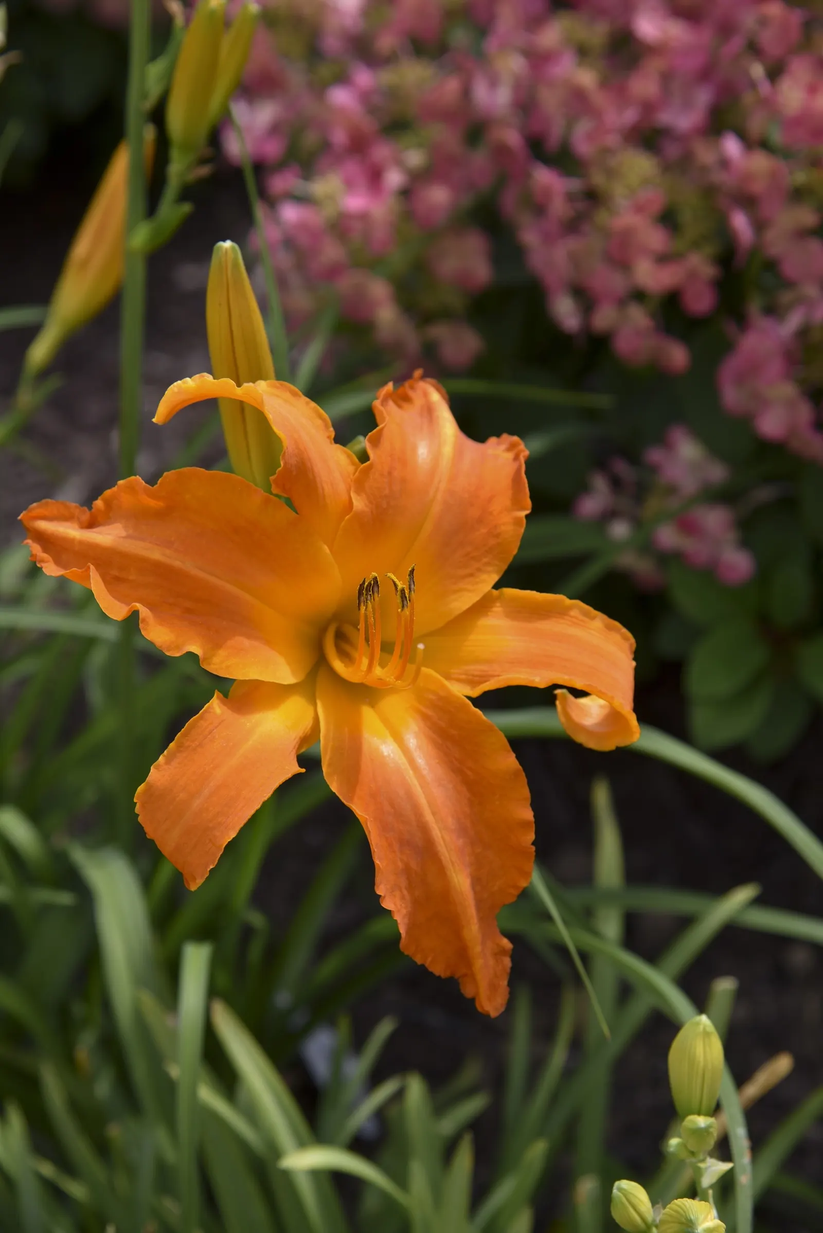 'Primal Scream' Daylily (Hemerocallis hybrid) — Proven Winners - Rainbow Rhythm® 'Primal Scream' - Daylily - Hemerocallis hybrid orange plant details