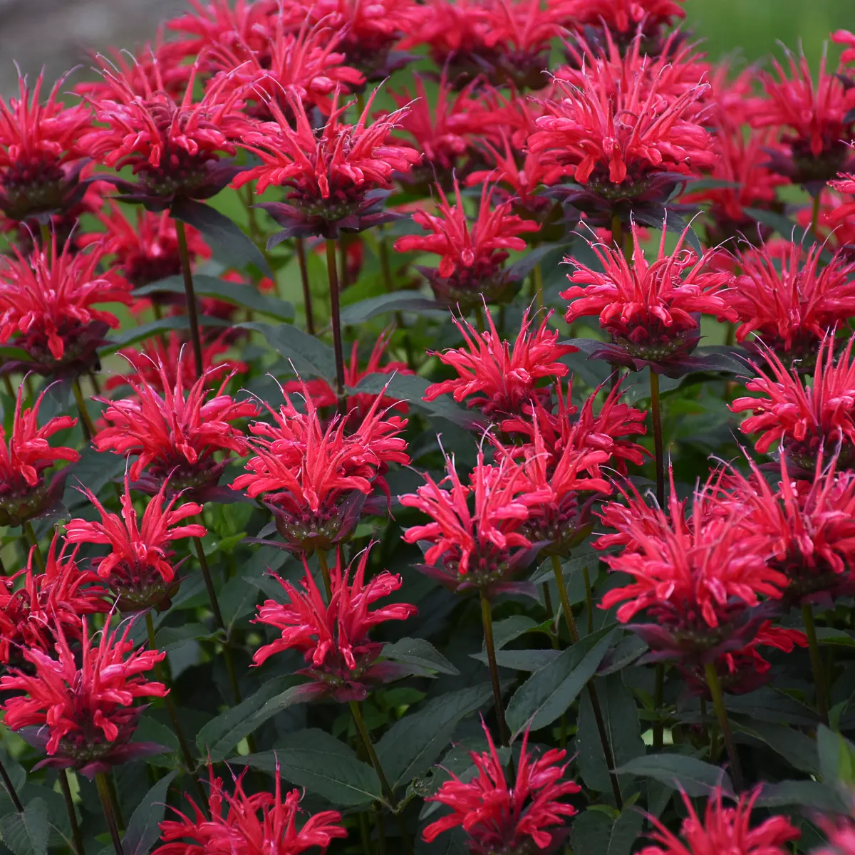 'Red Velvet' Bee Balm (Monarda hybrid) — fragrant cherry-red flowers over green foliage