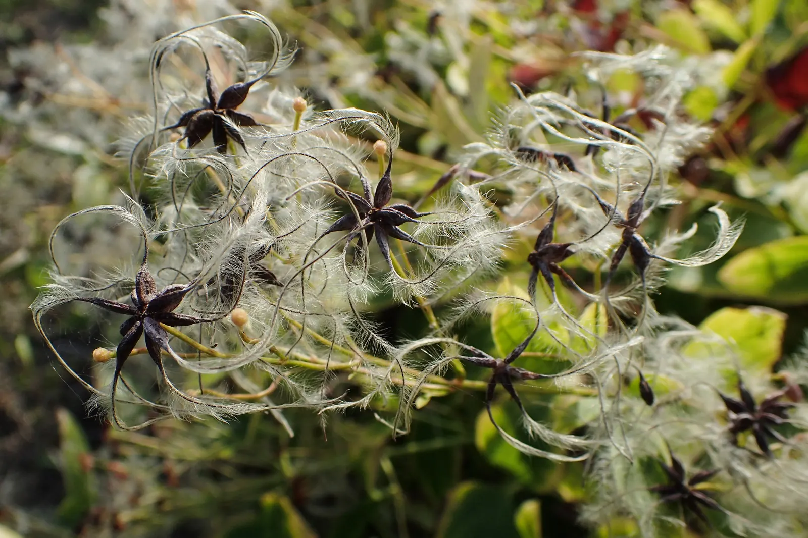 Sweet Autumn Virginsbower (Clematis Ternifolia) — Its rapid growth makes it superb for arbors, fences, or trellis coverage