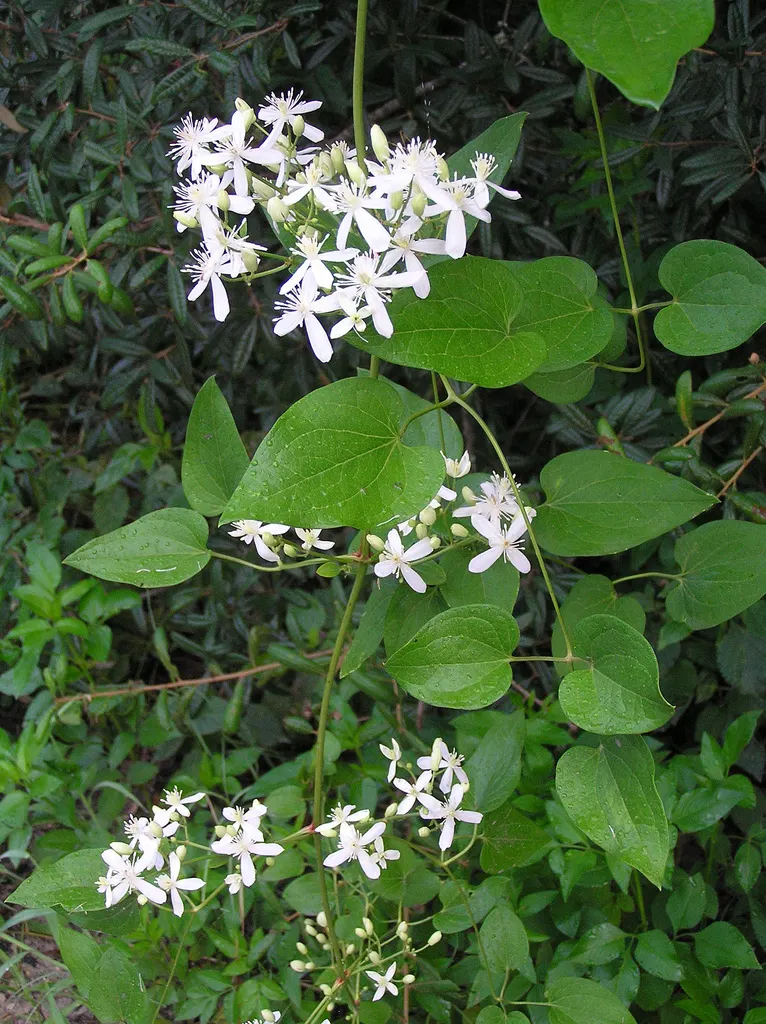 Sweet Autumn Virginsbower (Clematis Ternifolia) — Prune in late winter for optimal health and shape