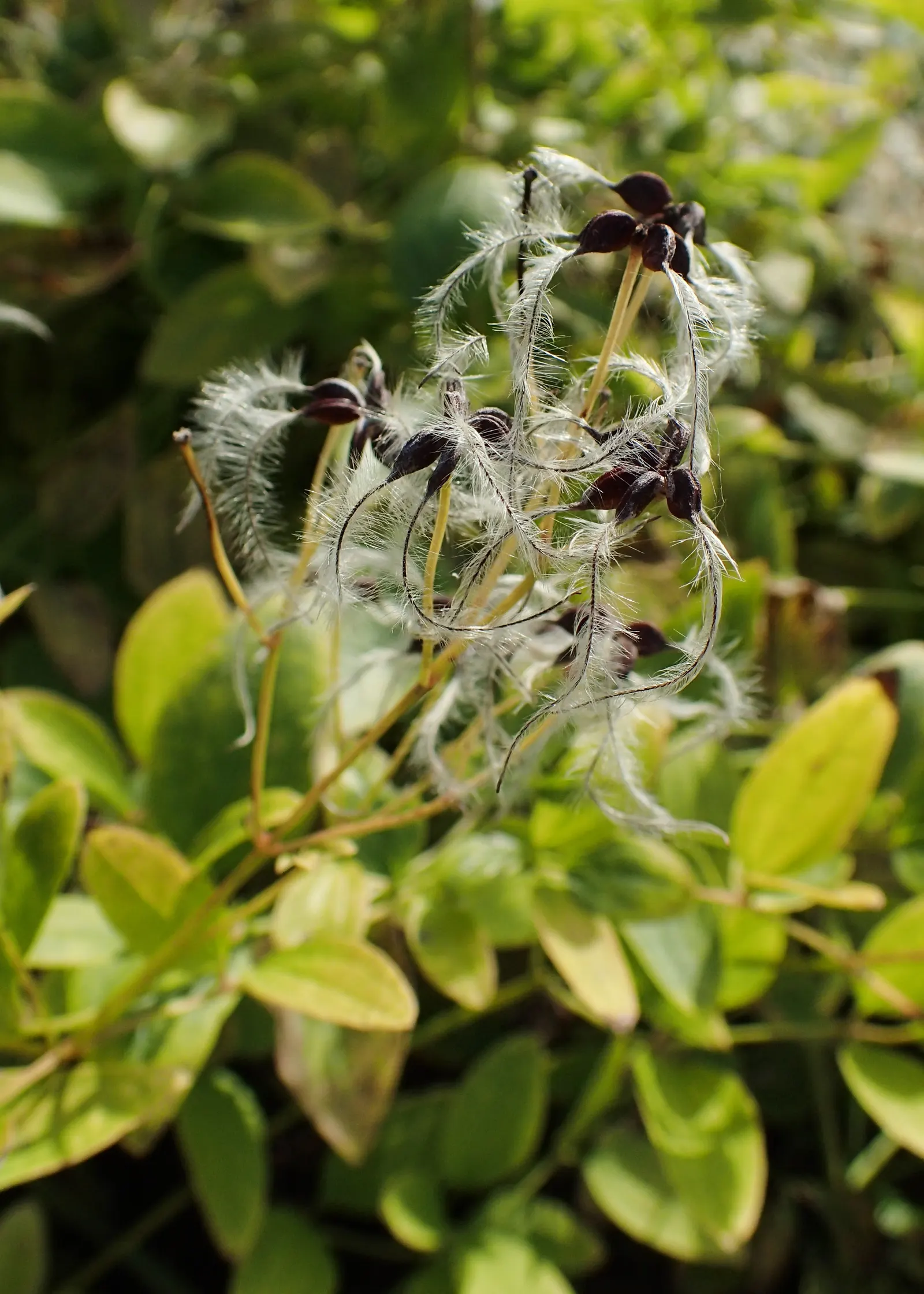Sweet Autumn Virginsbower (Clematis Ternifolia) — Prefers well-drained soil with moderate moisture and thrives in full sun to partial shade