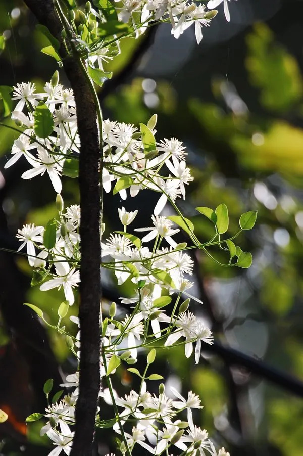 Sweet Autumn Virginsbower (Clematis Ternifolia) — It boasts masses of small, star-shaped, white flowers in late summer to autumn with a delightful fragrance