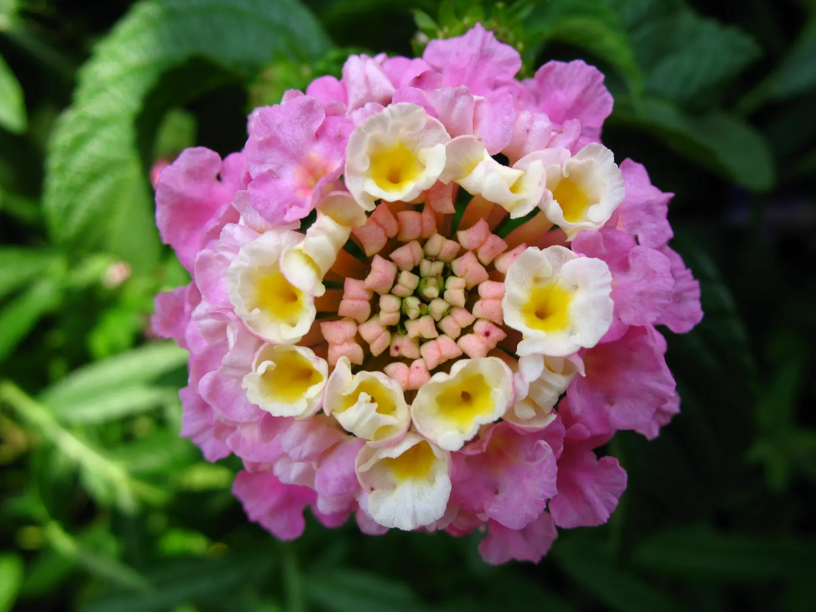 Camara Lantana (Lantana Camara) — It typically grows up to 6 feet in height and spread