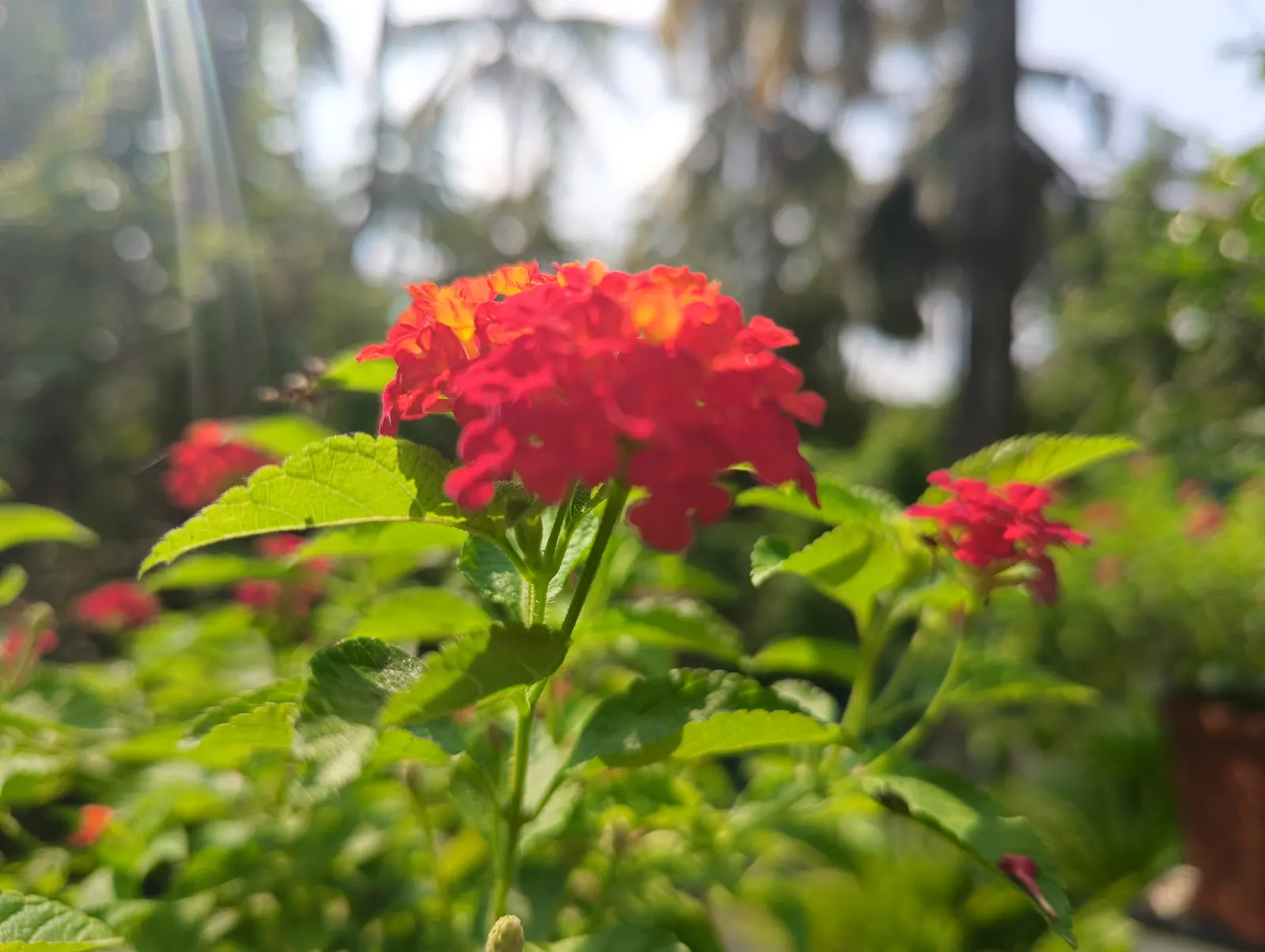 Camara Lantana (Lantana Camara) — Preferring full sun, it's drought-tolerant once established