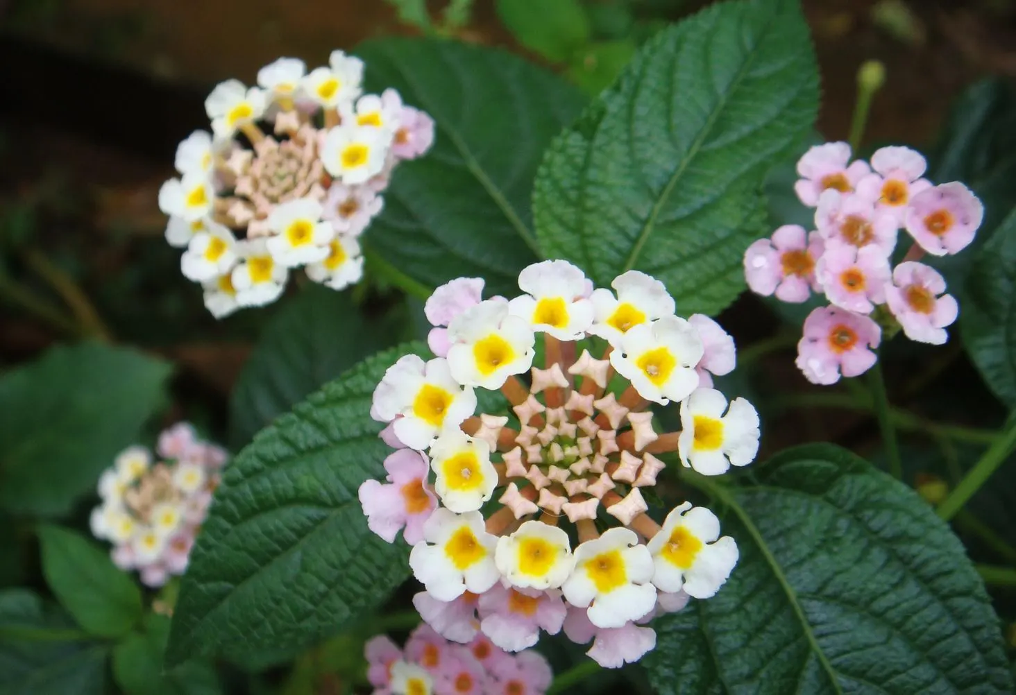 Camara Lantana (Lantana Camara) — this plant typically reaches heights of 2 to 4 feet and can spread equally wide