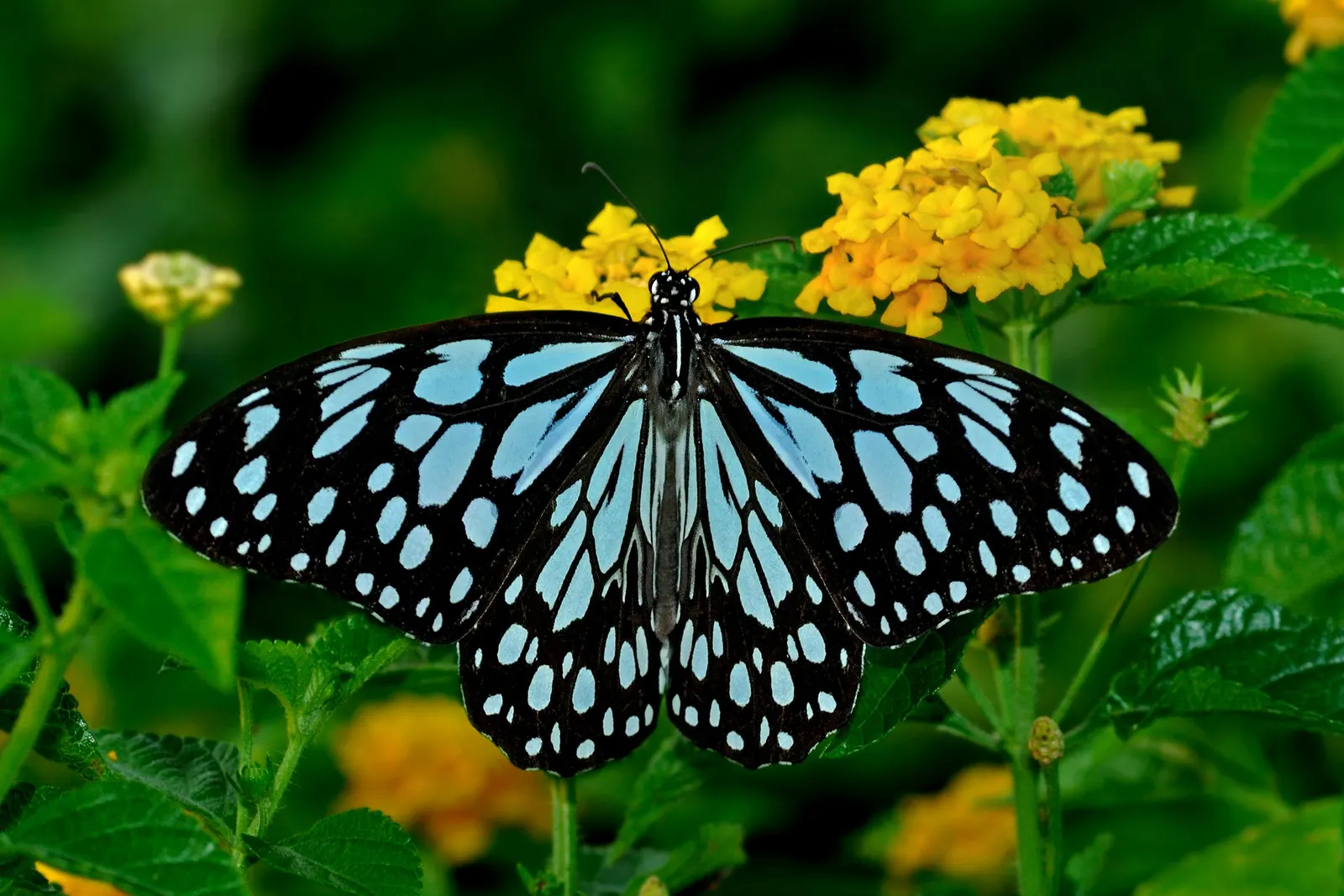 Camara Lantana (Lantana Camara) — celebrated for its profusion of color and ability to attract butterflies