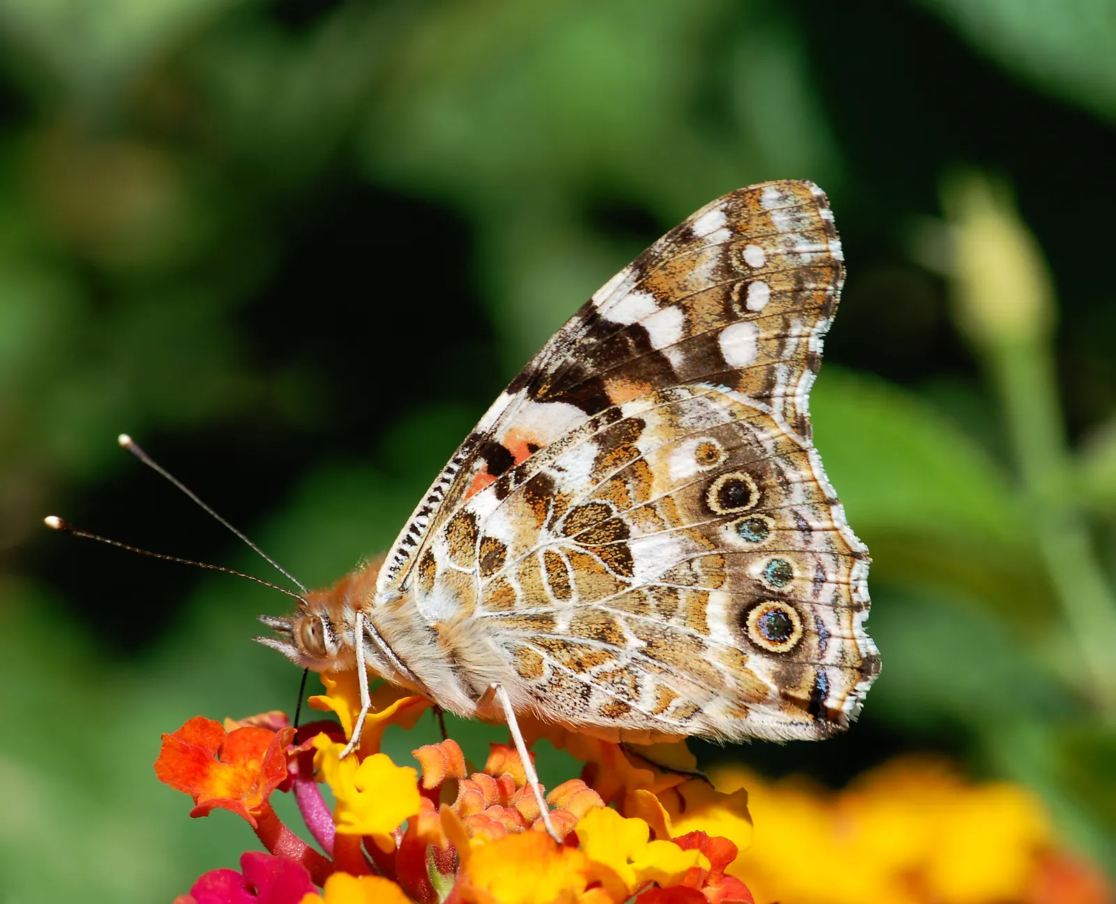 Camara Lantana (Lantana Camara) — commonly referred to as Camara Lantana