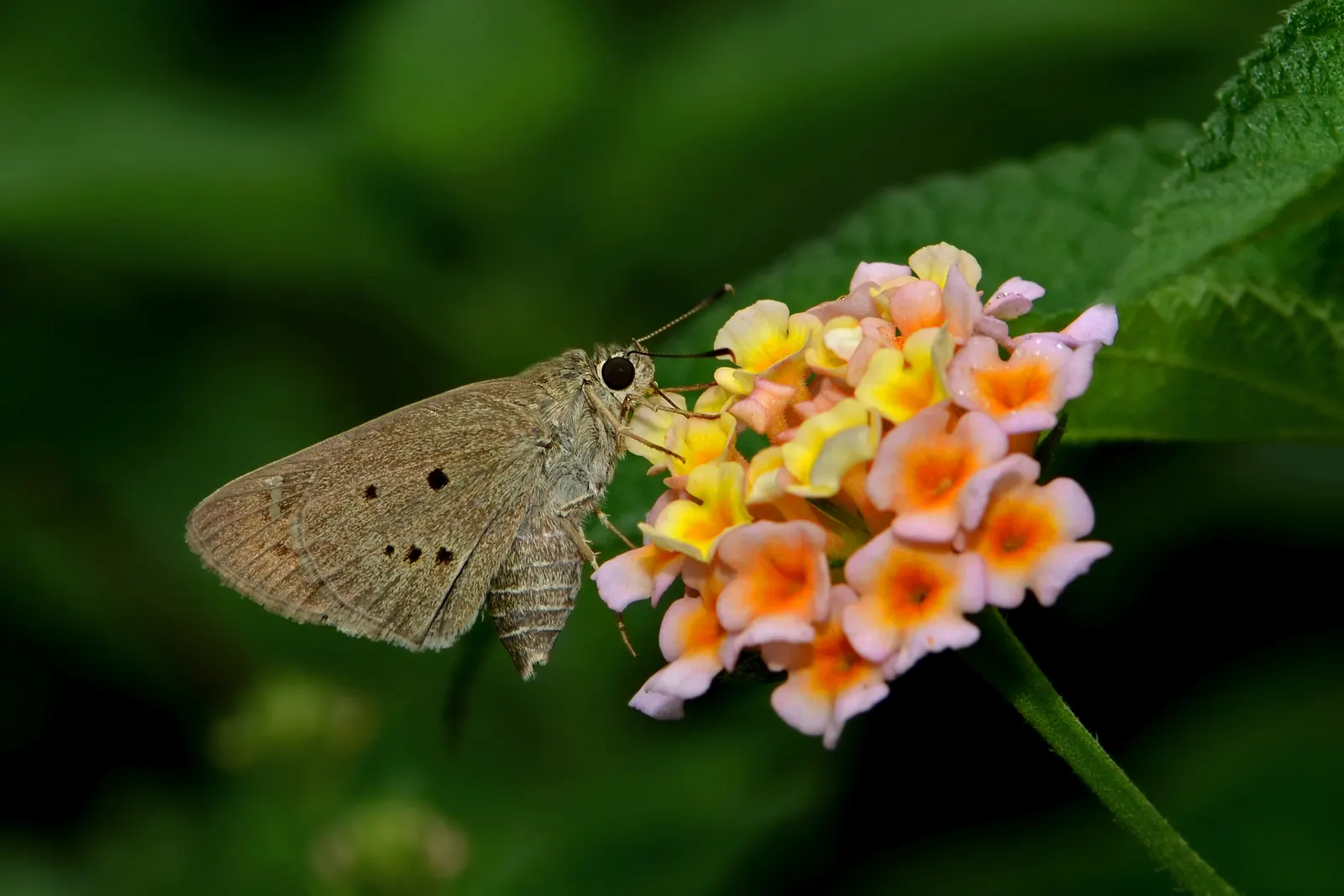 Camara Lantana (Lantana Camara) — A perennial in USDA zones 9 to 11 and grown as an annual in cooler climates