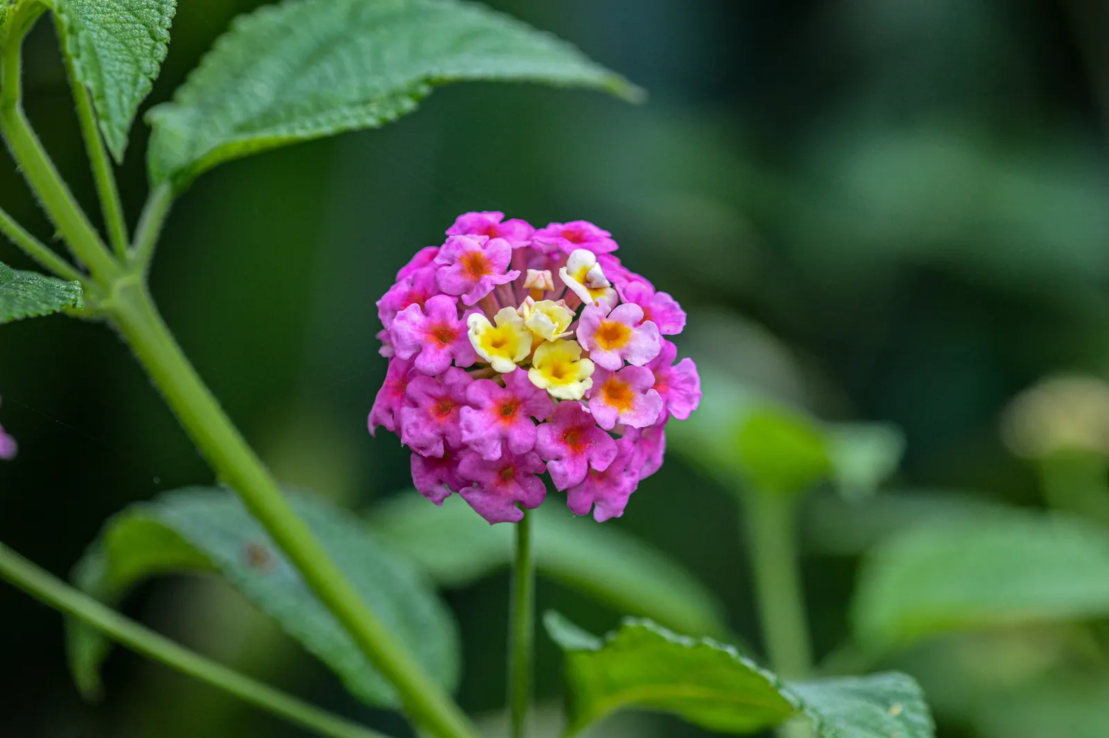 Camara Lantana (Lantana Camara) — but note it may be invasive in some areas and parts of the plant are toxic if ingested