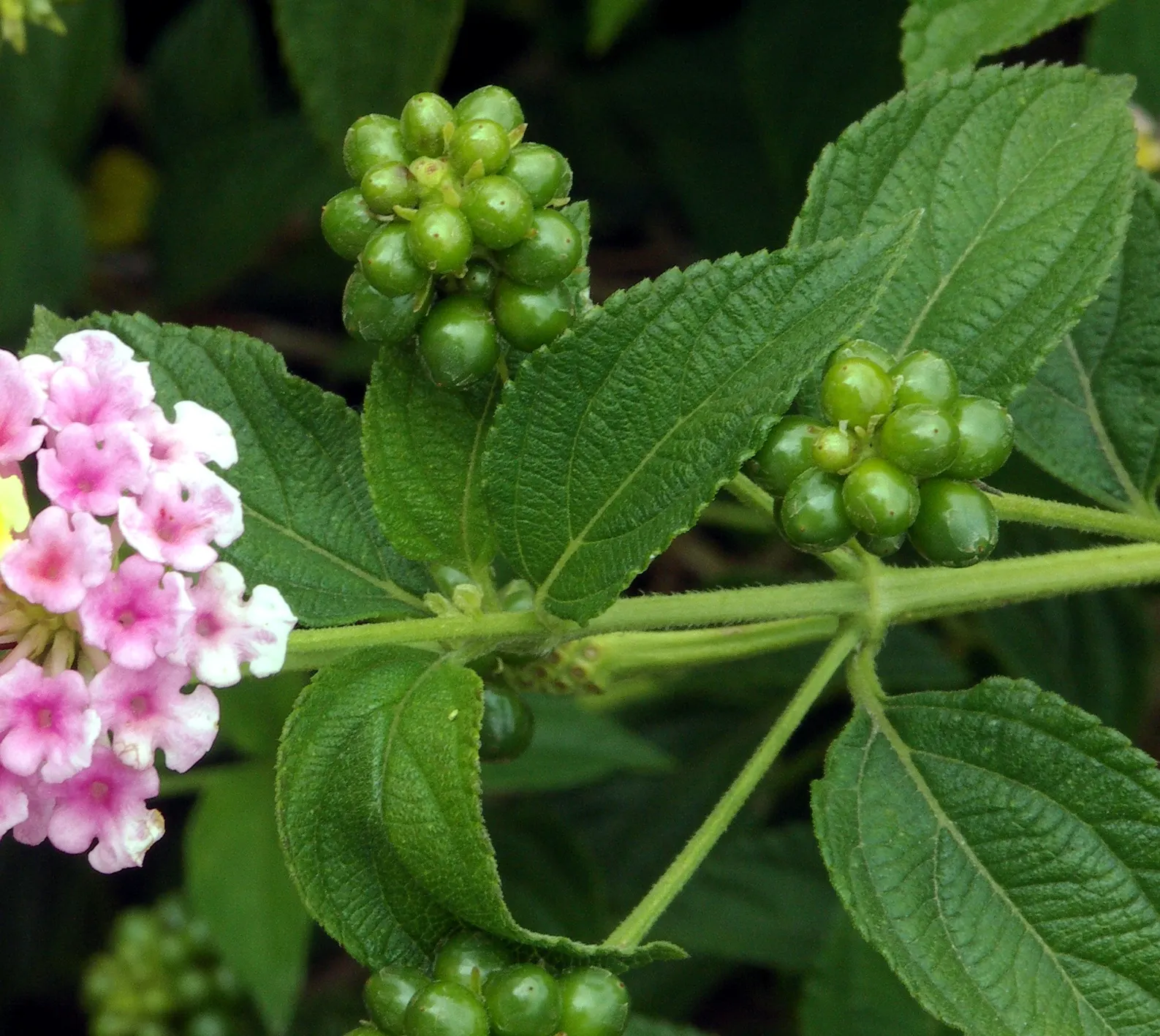 Camara Lantana (Lantana Camara) — Lantana is ideal for borders