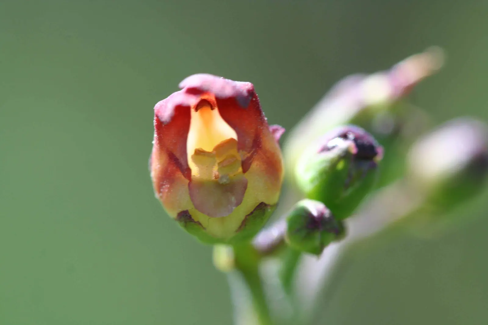 California Figwort (Scrophularia Californica) — is a versatile native perennial that is an excellent addition to a diverse landscape design
