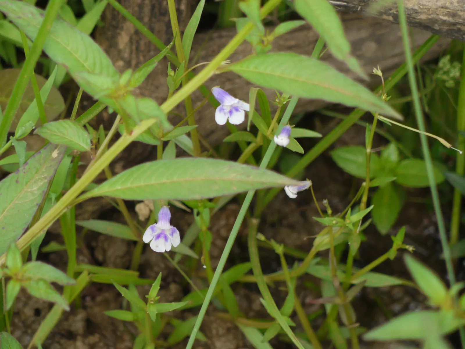 California Figwort (Scrophularia Californica) — commonly known as California Figwort