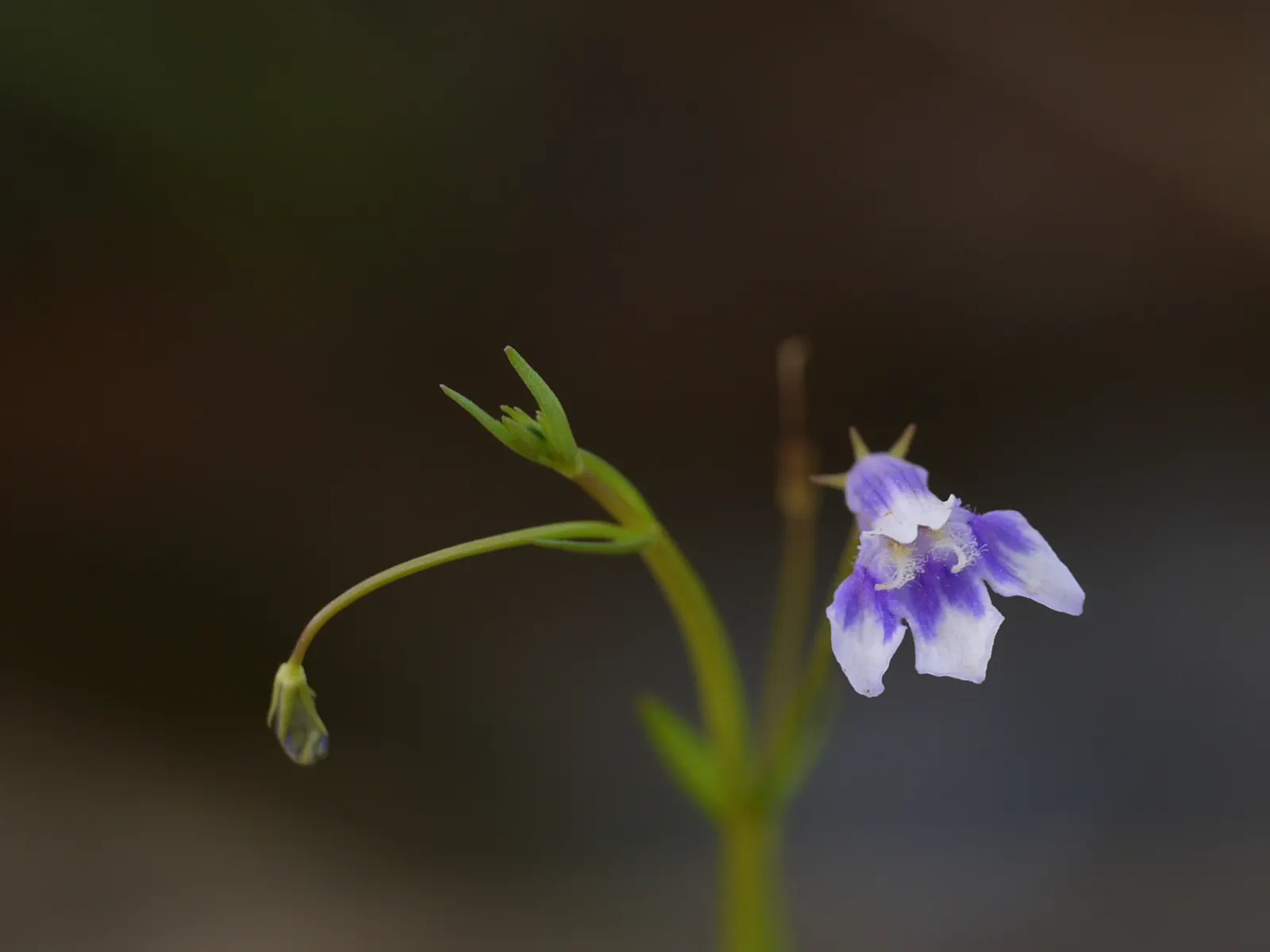 California Figwort (Scrophularia Californica) — is a perennial shrub native to the western United States