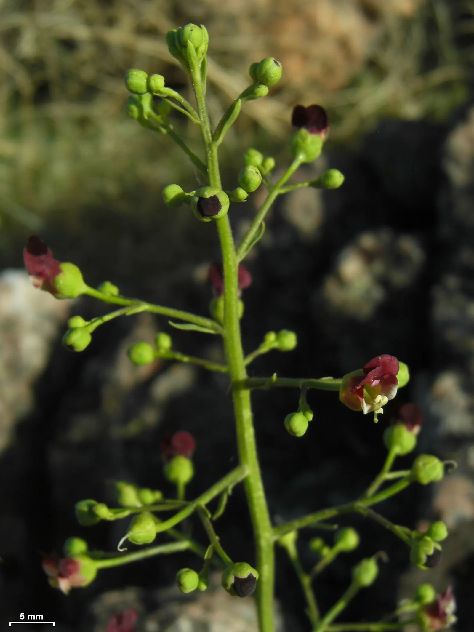 California Figwort (Scrophularia Californica) — the plant exhibits a clumping habit