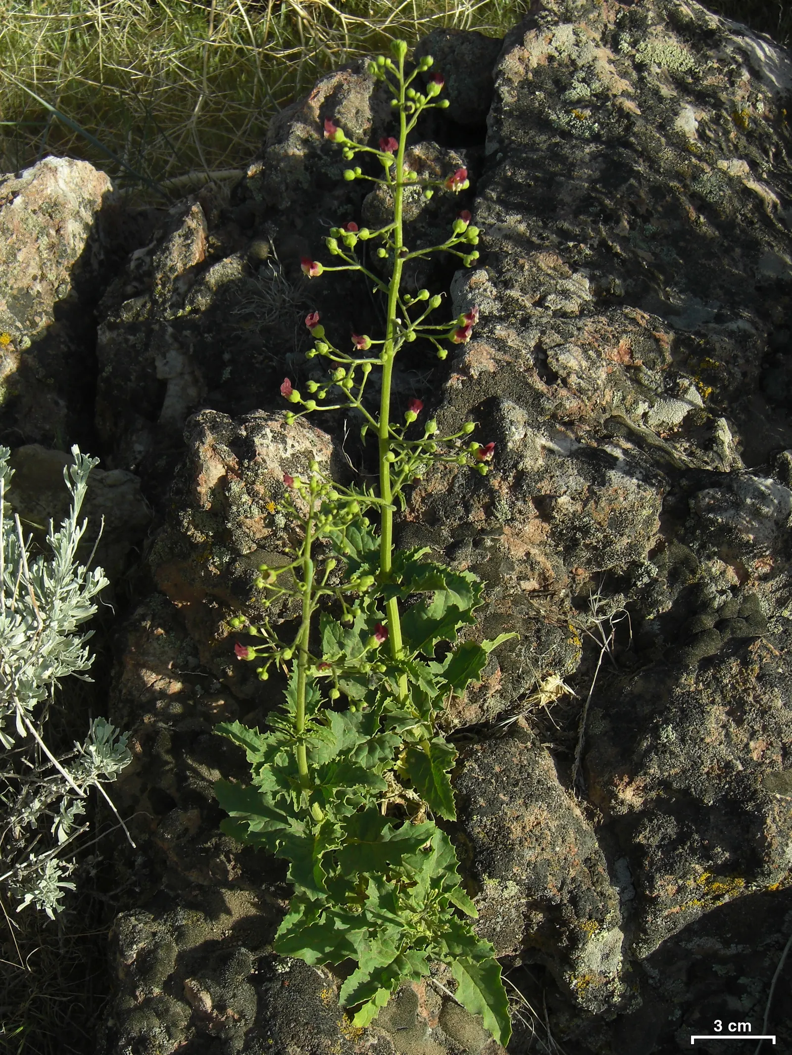 California Figwort (Scrophularia Californica) — well-drained soils with a pH ranging from slightly acidic to neutral