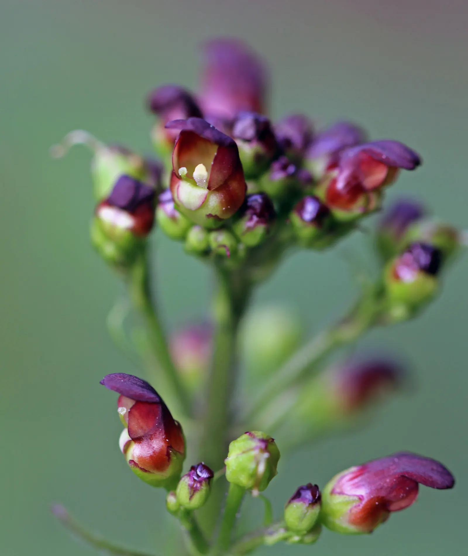 California Figwort (Scrophularia Californica) — <br><br>Characteristically