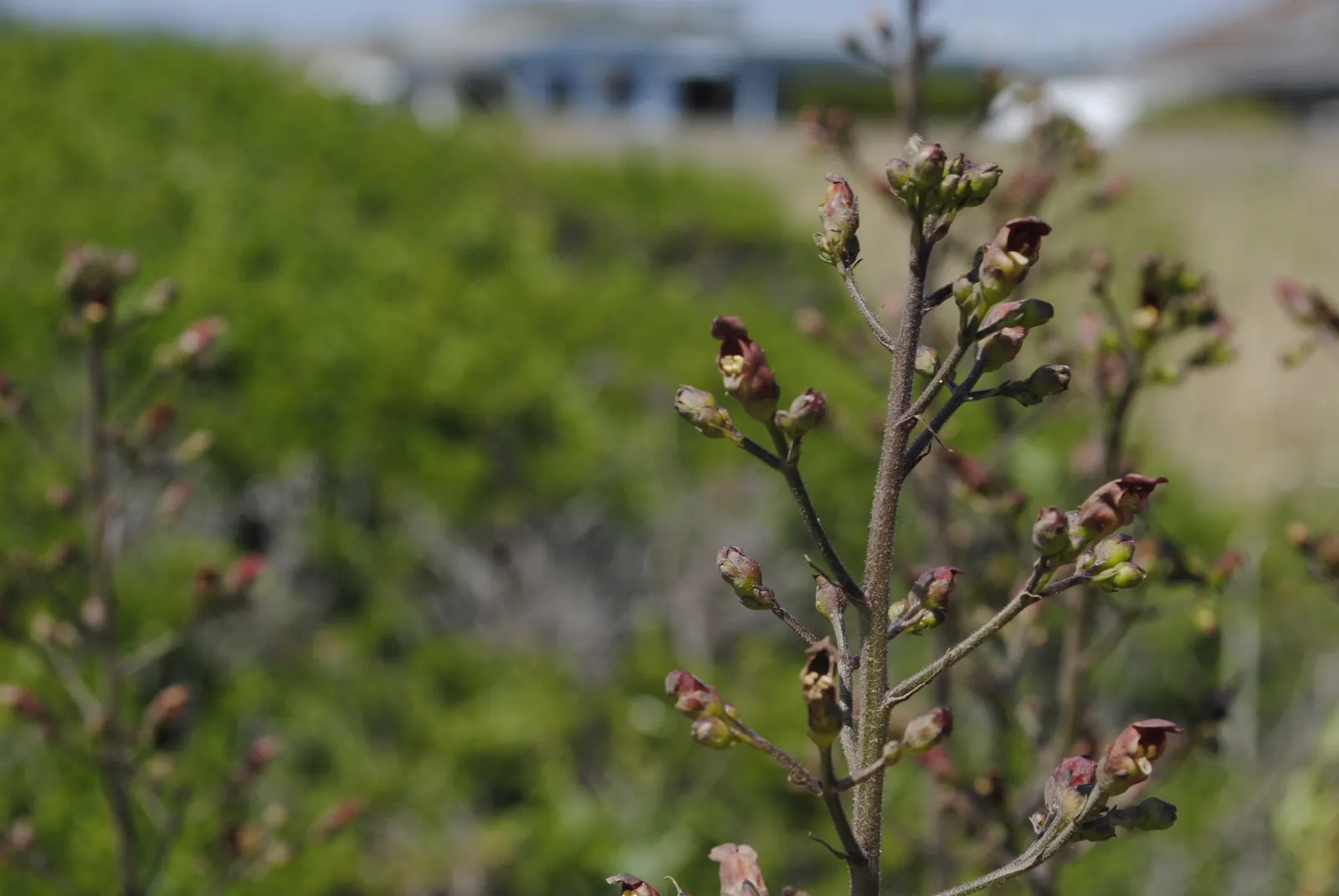 California Figwort (Scrophularia Californica) — California Figwort is adaptable to various soil types
