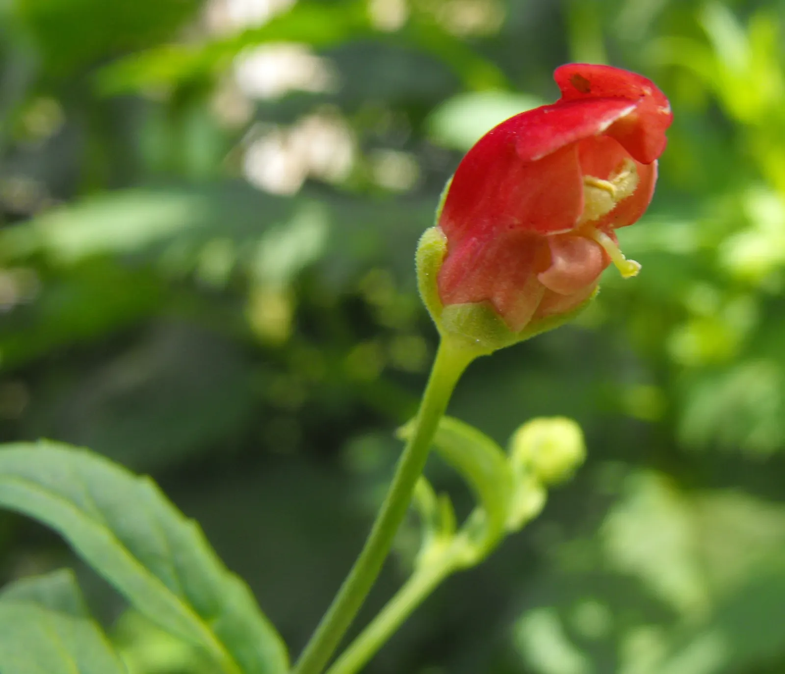 California Figwort (Scrophularia Californica) — Adaptable to partial shade and moist conditions