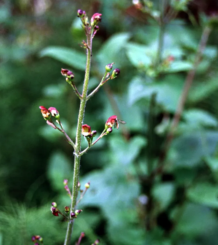 California Figwort (Scrophularia Californica) — It's perfect for naturalistic landscape designs