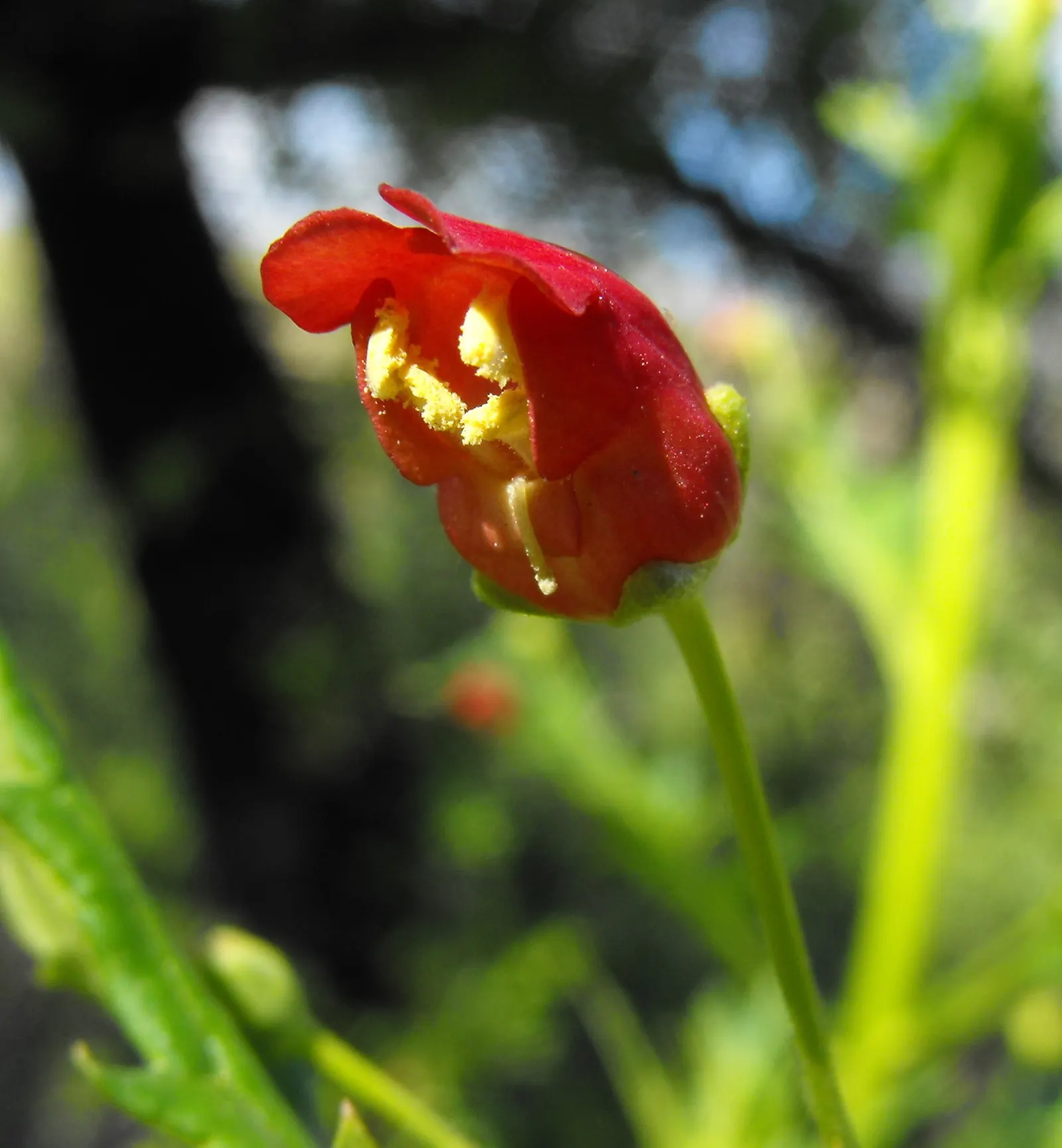 California Figwort (Scrophularia Californica) — This deciduous plant showcases green foliage and small, maroon flowers from spring to early summer