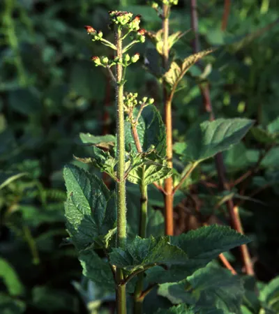 California Figwort (Scrophularia Californica) — It typically stands at 3-6 feet tall with a similar spread, thriving in USDA zones 7-10
