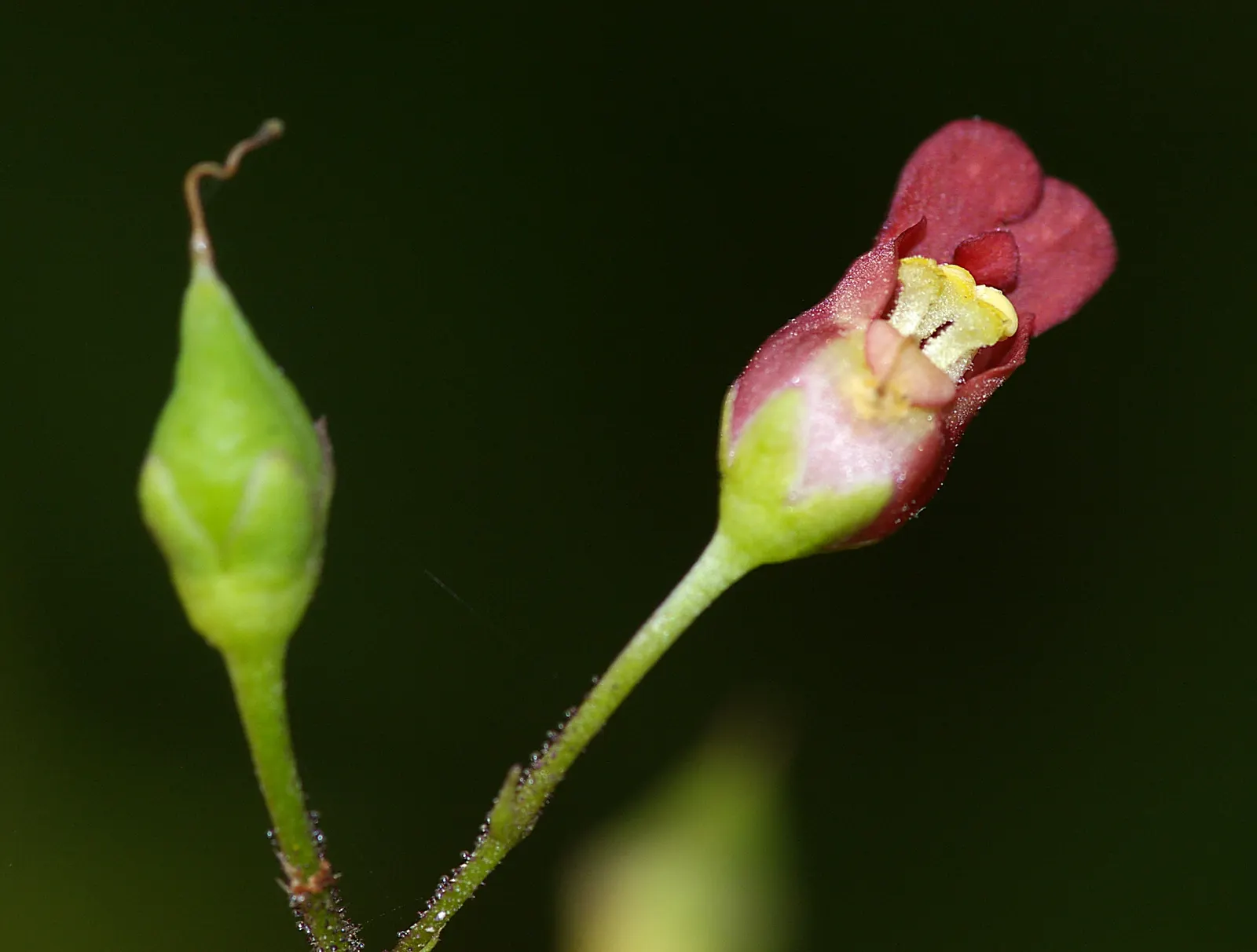California Figwort (Scrophularia Californica) — commonly referred to as California Figwort