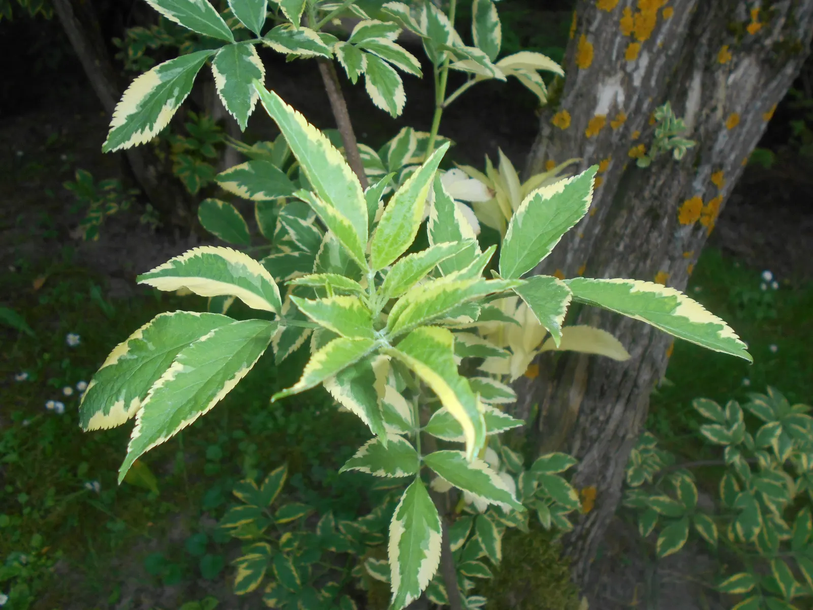 Variegated Black Elder (Sambucus Nigra 'Aureomarginata') — making it a suitable choice for gardeners looking to establish visual impact in a relatively short
