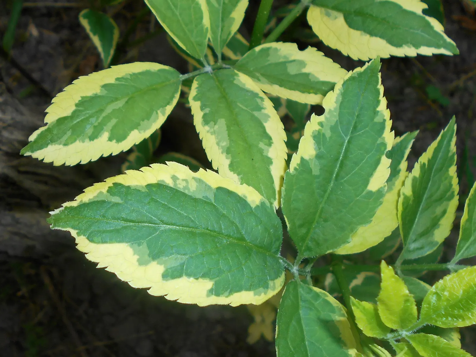 Variegated Black Elder (Sambucus Nigra 'Aureomarginata') — provided they maintain adequate moisture without becoming waterlogged.<br><br>For maintenance