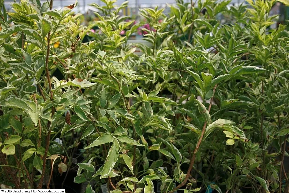 Variegated Black Elder (Sambucus Nigra 'Aureomarginata') — It is relatively adaptable to various soil types