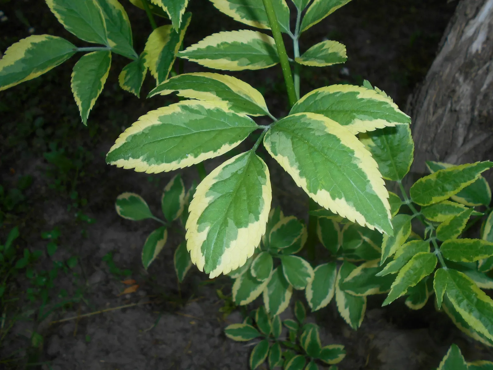Variegated Black Elder (Sambucus Nigra 'Aureomarginata') — shrub with white blooms