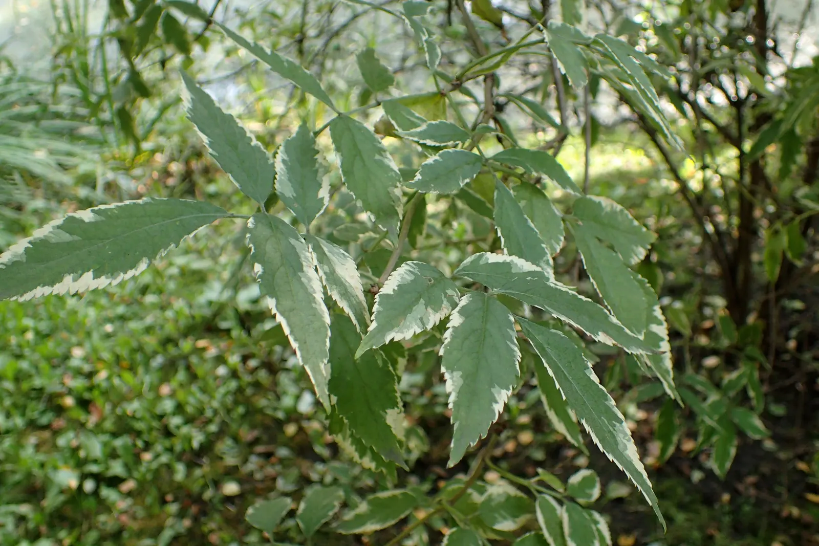 Variegated Black Elder (Sambucus Nigra 'Aureomarginata') — It typically reaches a mature height of around 8 to 10 feet