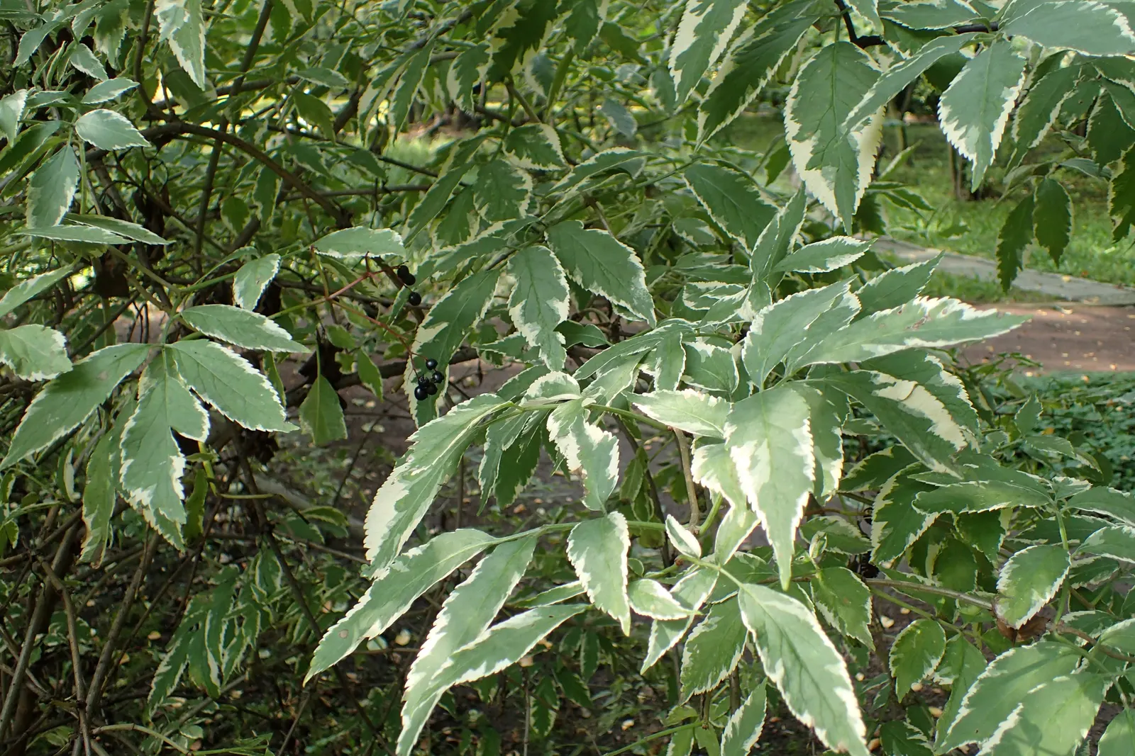 Variegated Black Elder (Sambucus Nigra 'Aureomarginata') — is an ornamental deciduous shrub that offers striking interest to any landscape design
