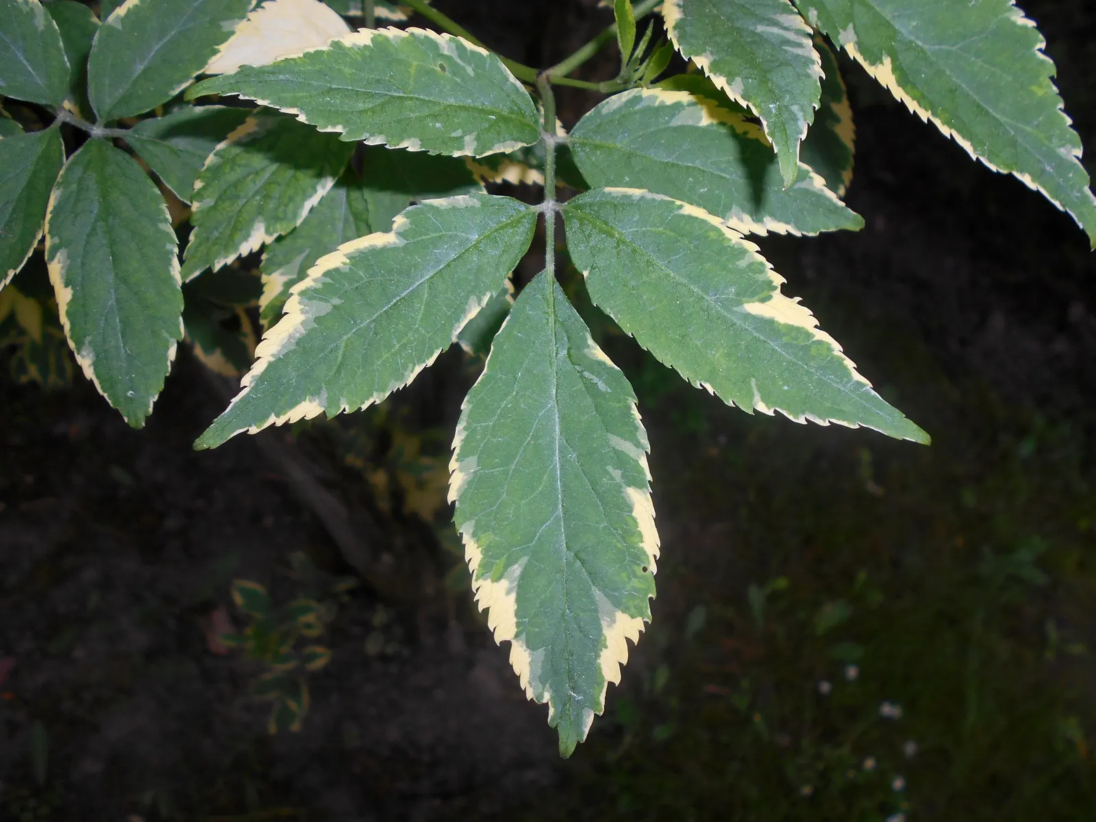 Variegated Black Elder (Sambucus Nigra 'Aureomarginata') — Renowned for its mottled green and yellow foliage, each leaf is uniquely edged with a bright golden