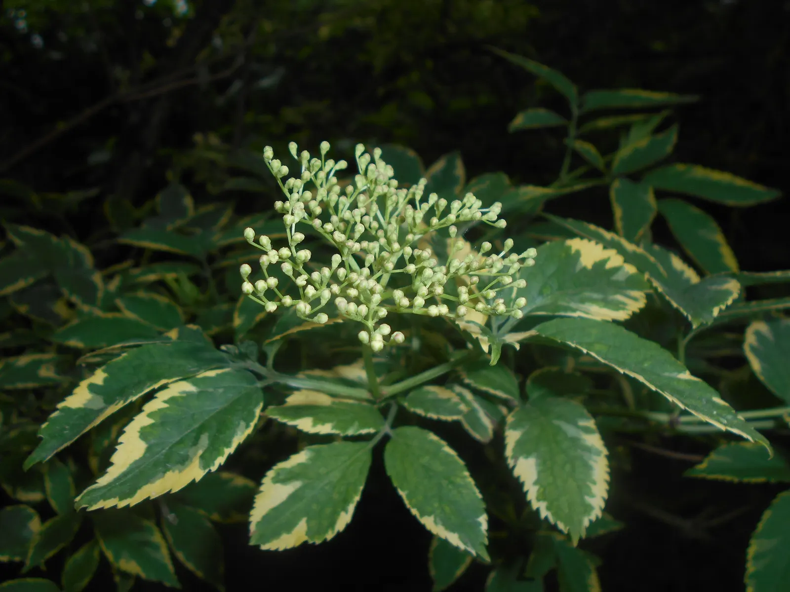 Variegated Black Elder (Sambucus Nigra 'Aureomarginata') — scientifically named Sambucus nigra 'Aureomarginata'