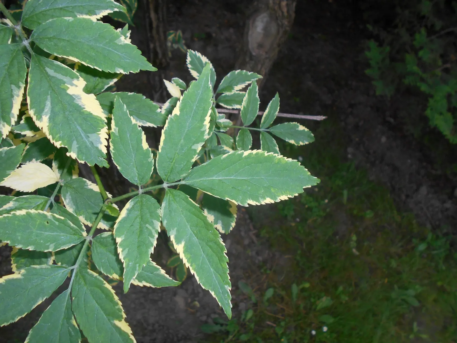 Variegated Black Elder (Sambucus Nigra 'Aureomarginata') — typically in early spring before new growth begins