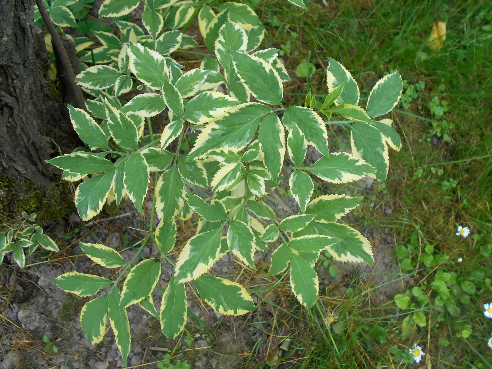 Variegated Black Elder (Sambucus Nigra 'Aureomarginata') — This ornamental plant prefers full sun to partial shade and adapts to various soil types