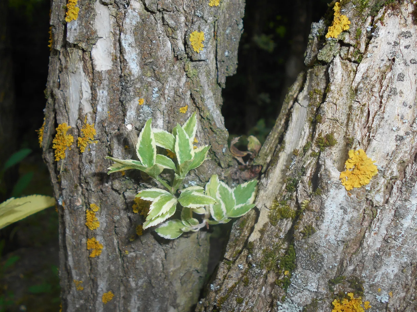 Variegated Black Elder (Sambucus Nigra 'Aureomarginata') — This cultivar is admired for its unique leaf variegation